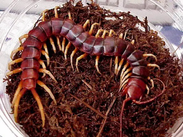 Top 5 criaturas más desagradables de la tierra