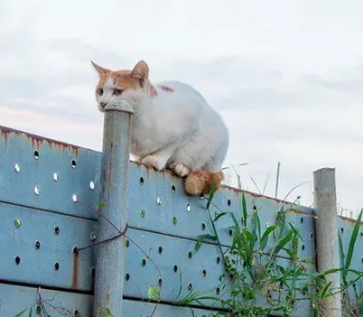 20 Imágenes que tendrás que mirar dos veces