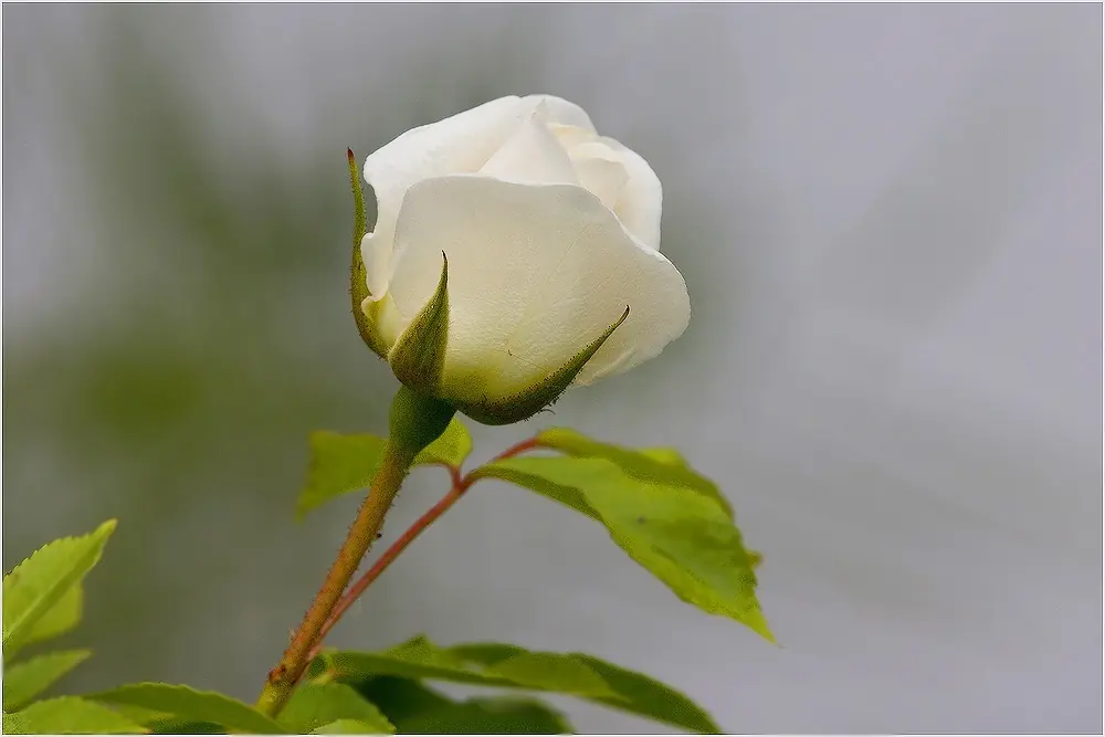 flores nacionales