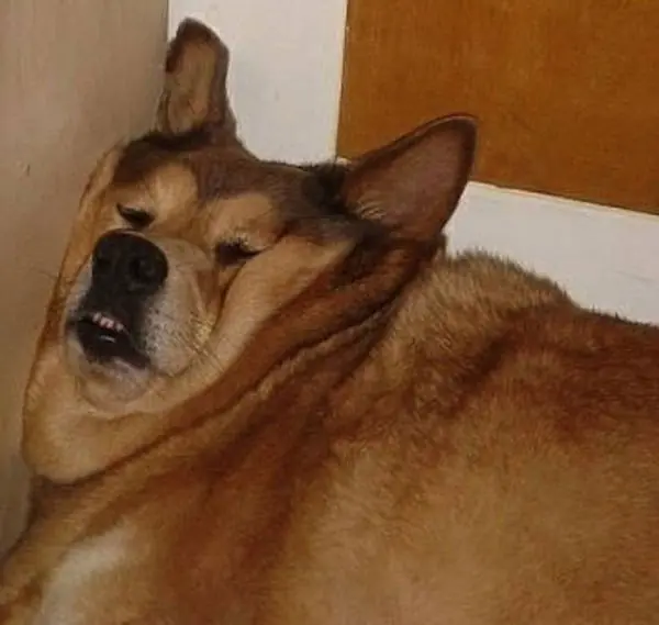 perros