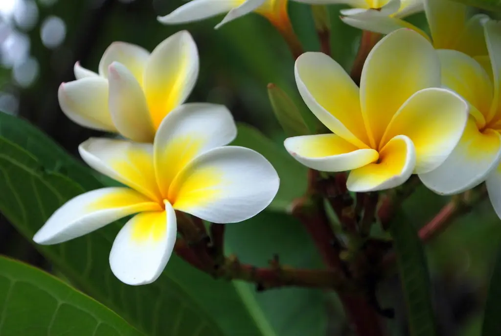 flores nacionales