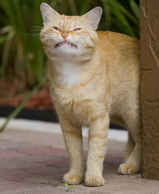 gatos