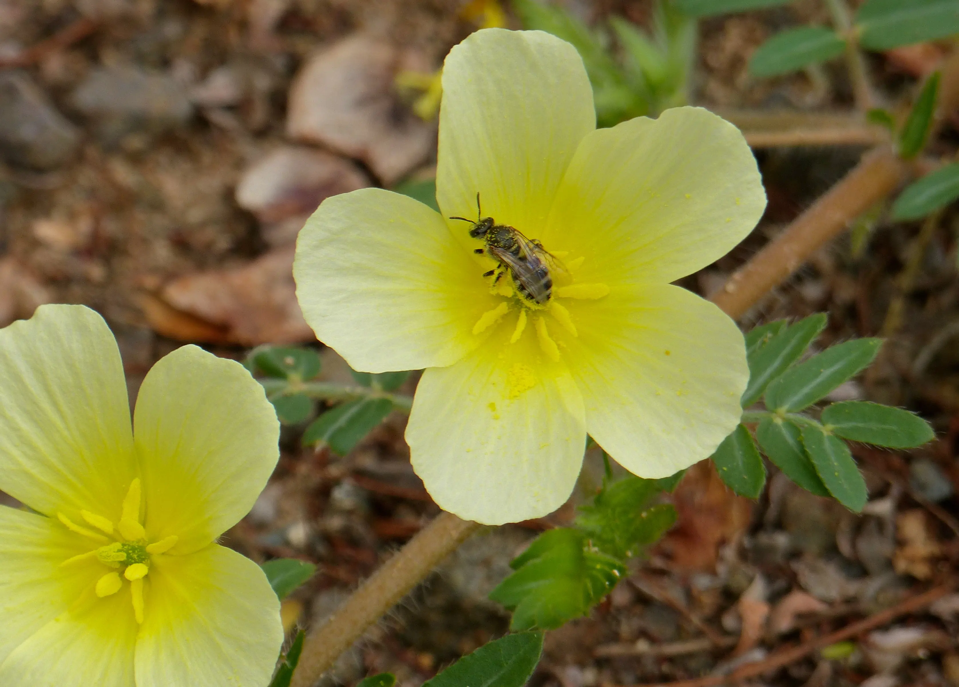 aciano flor