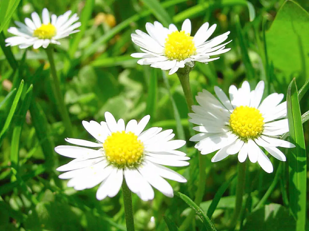 flora autoctona