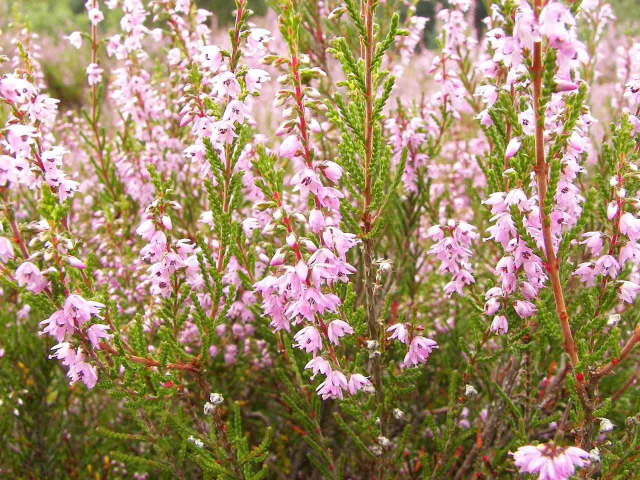 flora autoctona