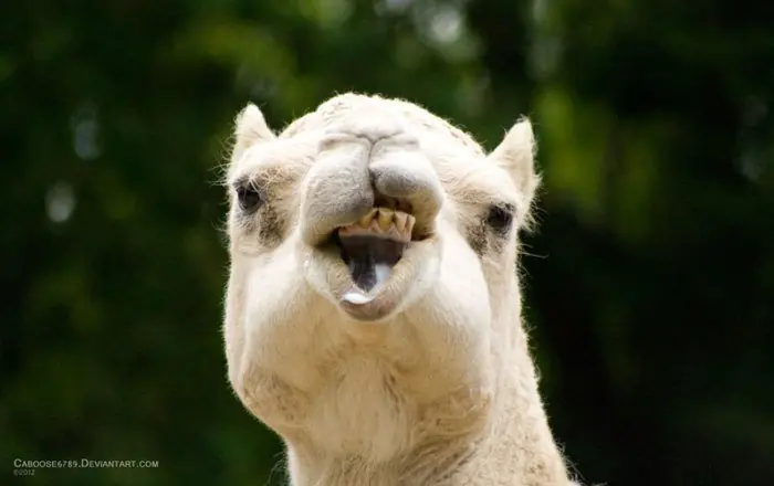 Animales