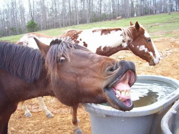 30 Animales que descubrieron lo poco fotogénicos que eran.