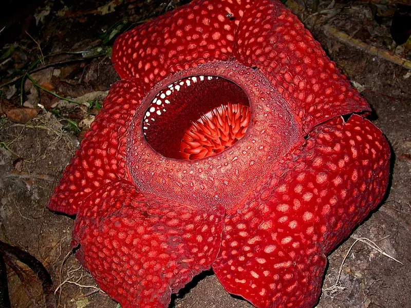 aciano flor