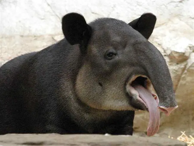 Animales