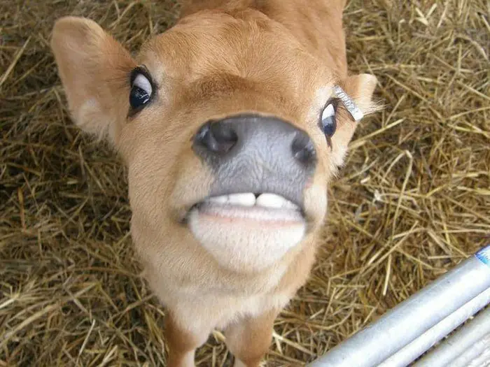30 Animales que descubrieron lo poco fotogénicos que eran.
