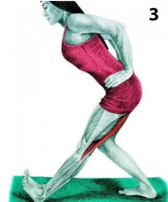 musculos