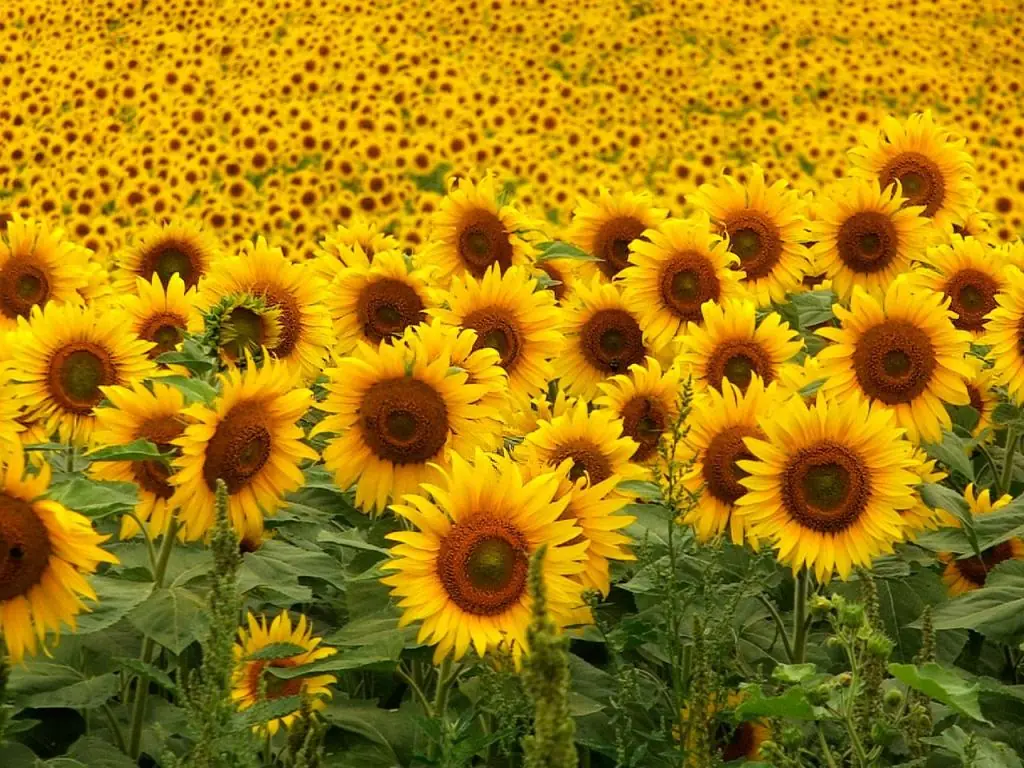 flores nacionales