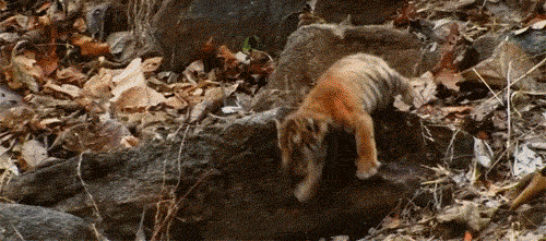 17 Gif animales que se levantaron con el pie izquierdo