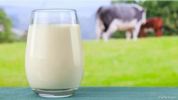 vaca