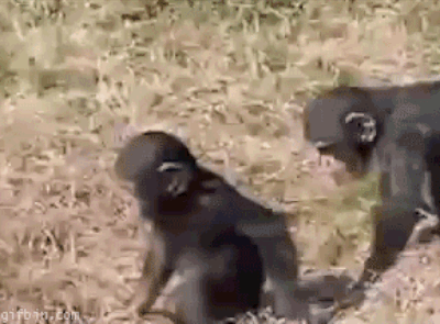 gif animales