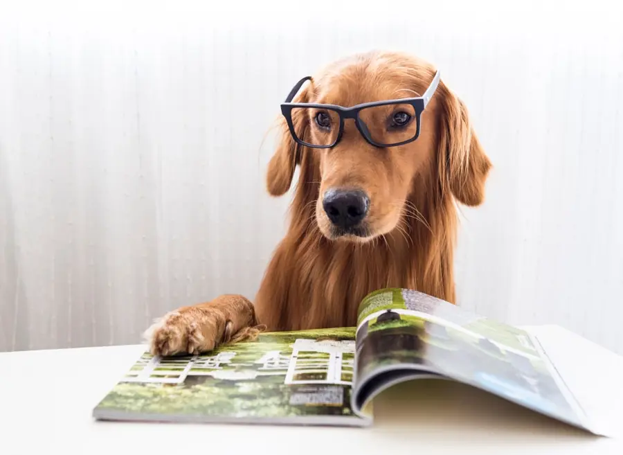 25 Curiosidades de los perros que quizás no sabías