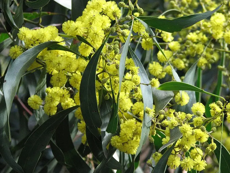 flora autoctona