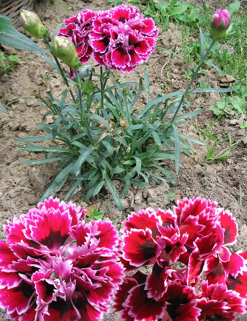 simbolos patrios