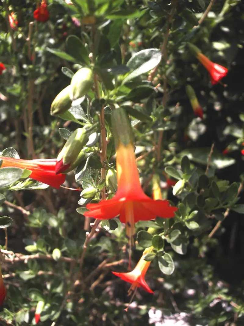 aciano flor