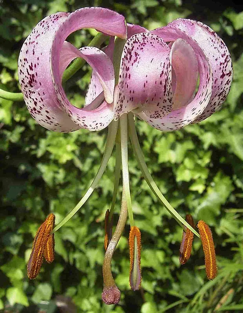 aciano flor