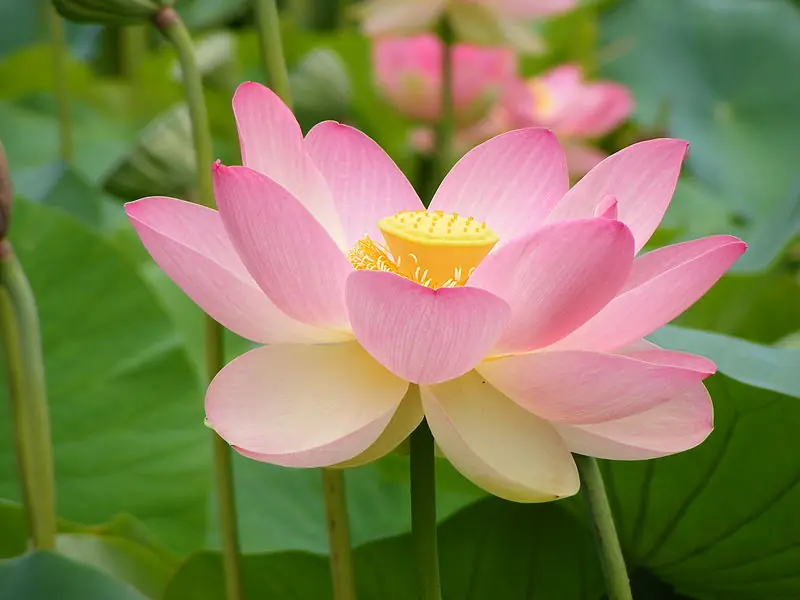 flores nacionales