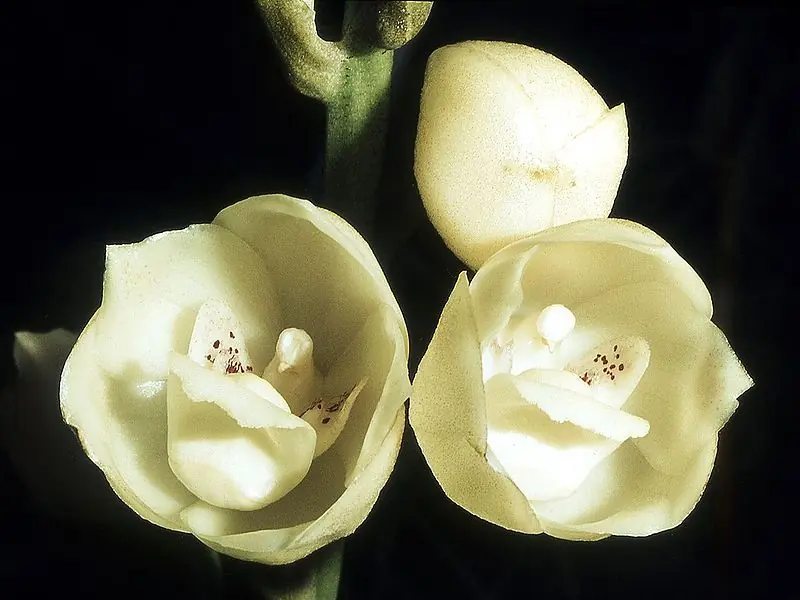 aciano flor