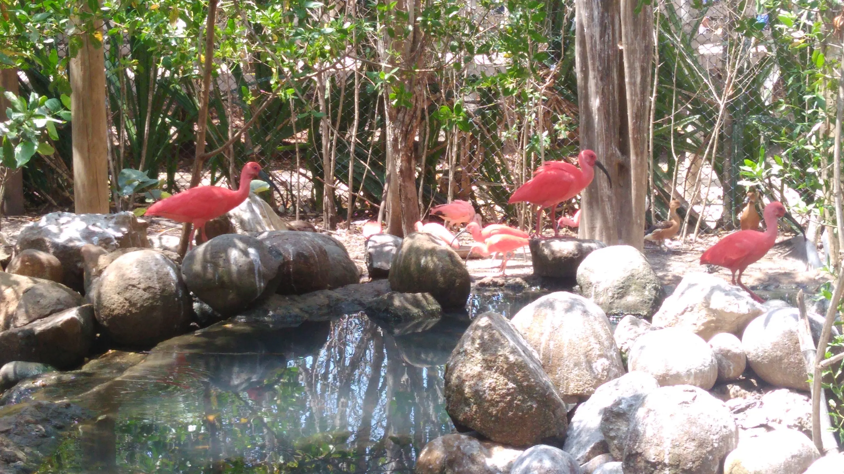 tayrona tayrona