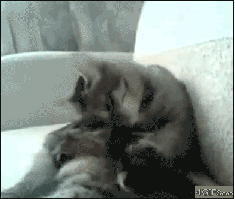 gif fails