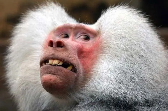 30 Animales que descubrieron lo poco fotogénicos que eran.