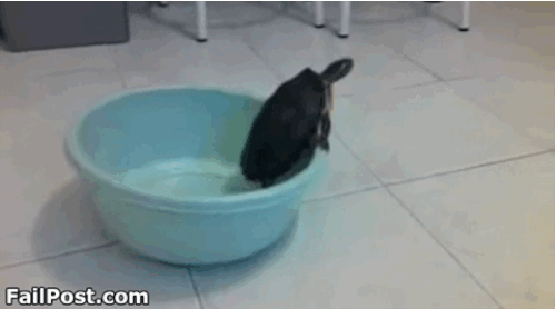 gif fails
