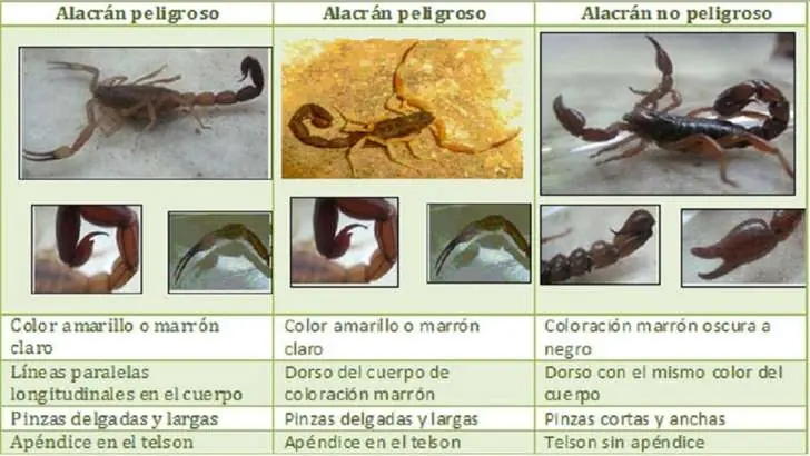 ¿Qué hay que hacer si aparece un alacrán?