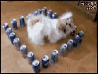 animales fails