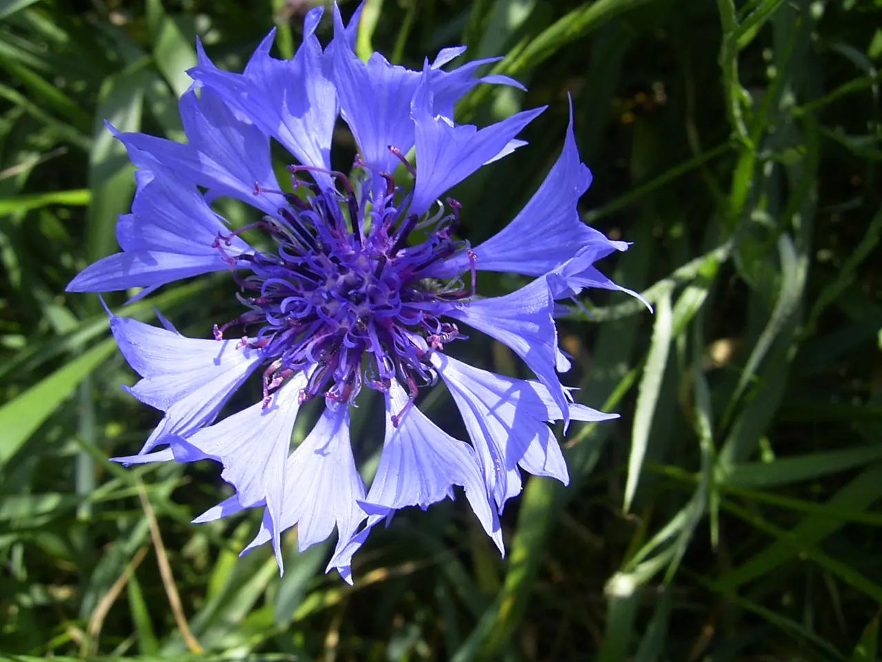 simbolos patrios
