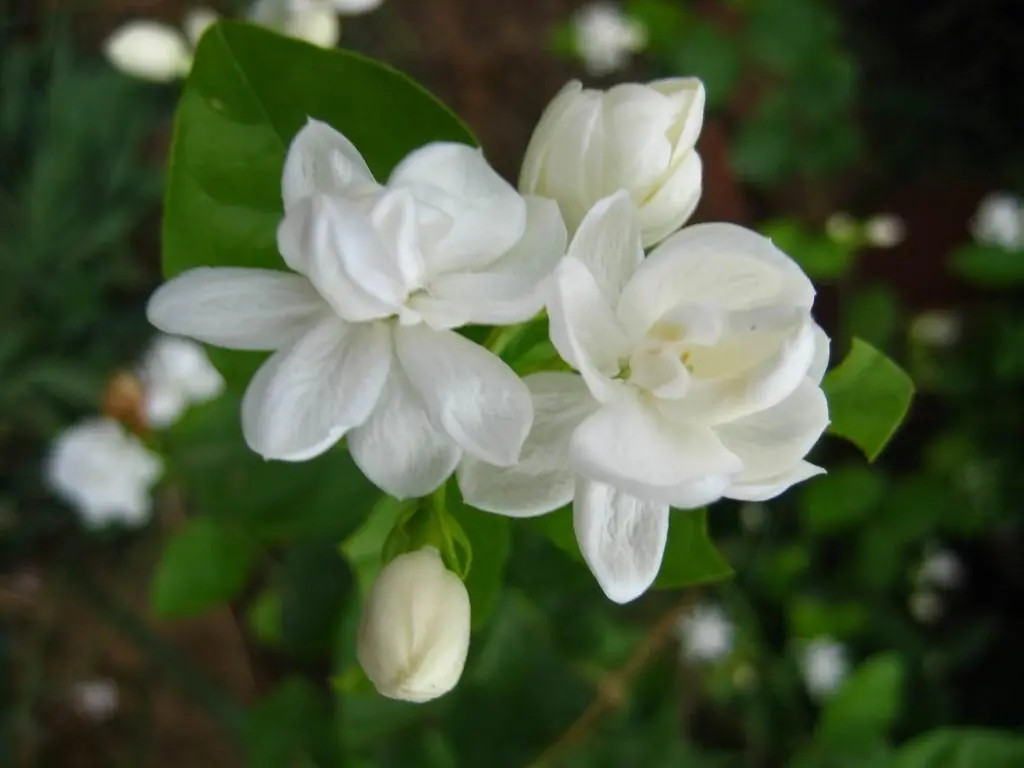 flora autoctona