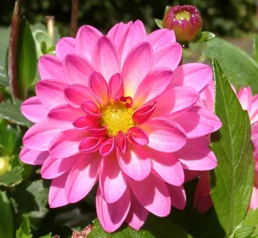 rosa silvestre