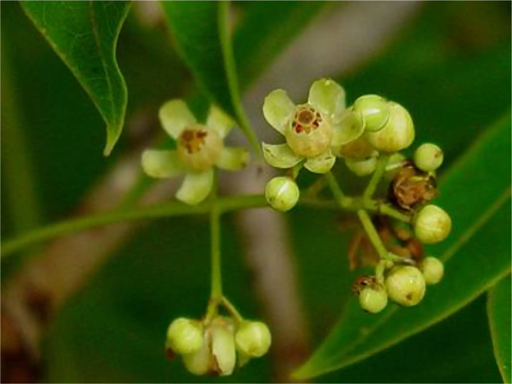 simbolos patrios