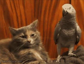 Animales