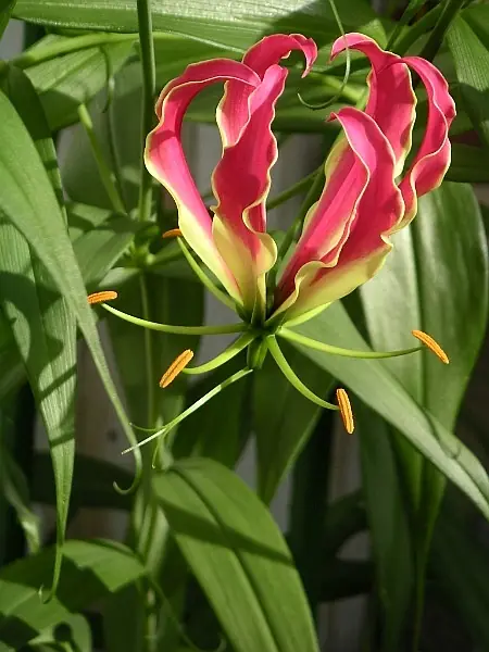 aciano flor