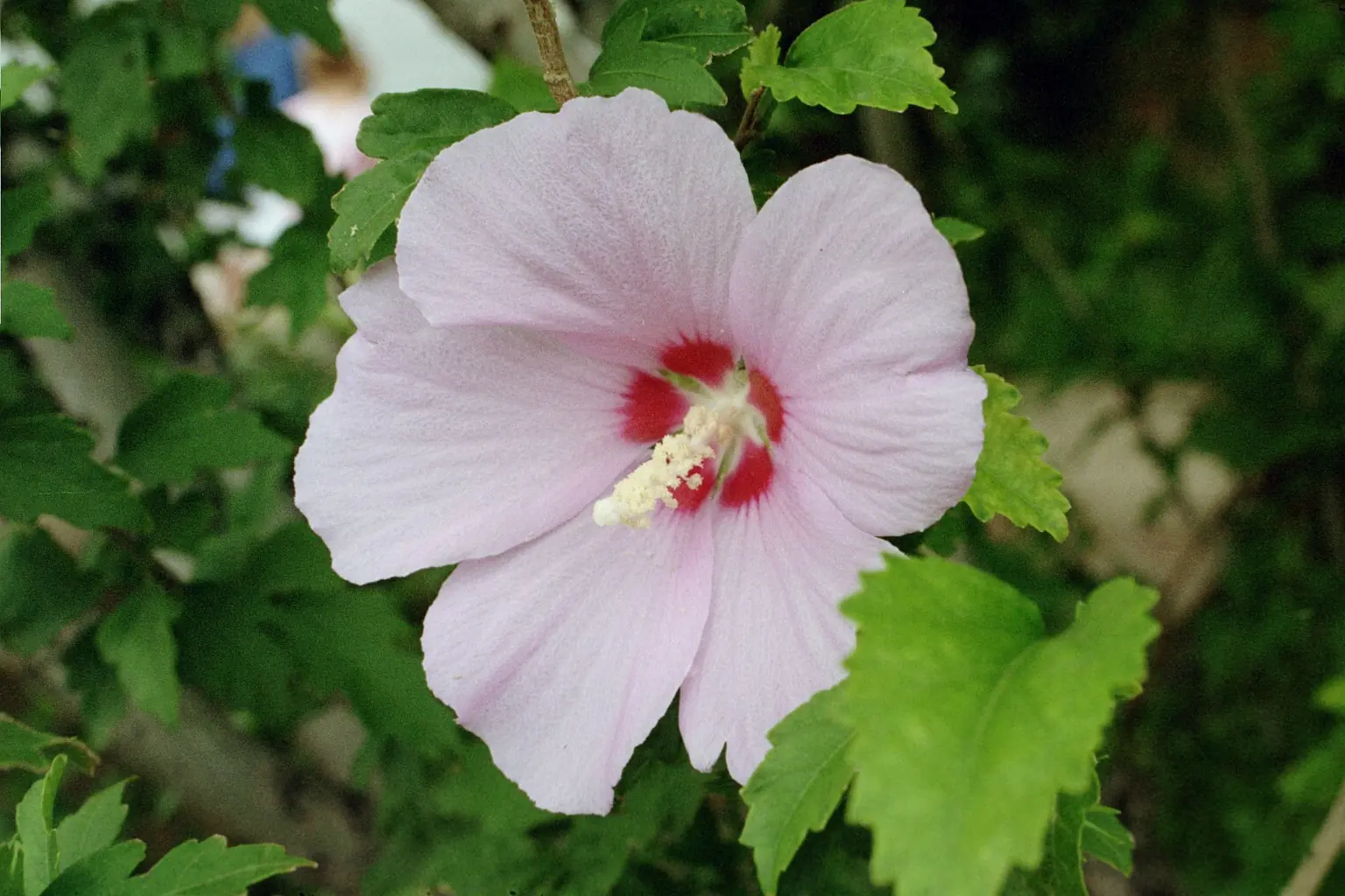 flores nacionales