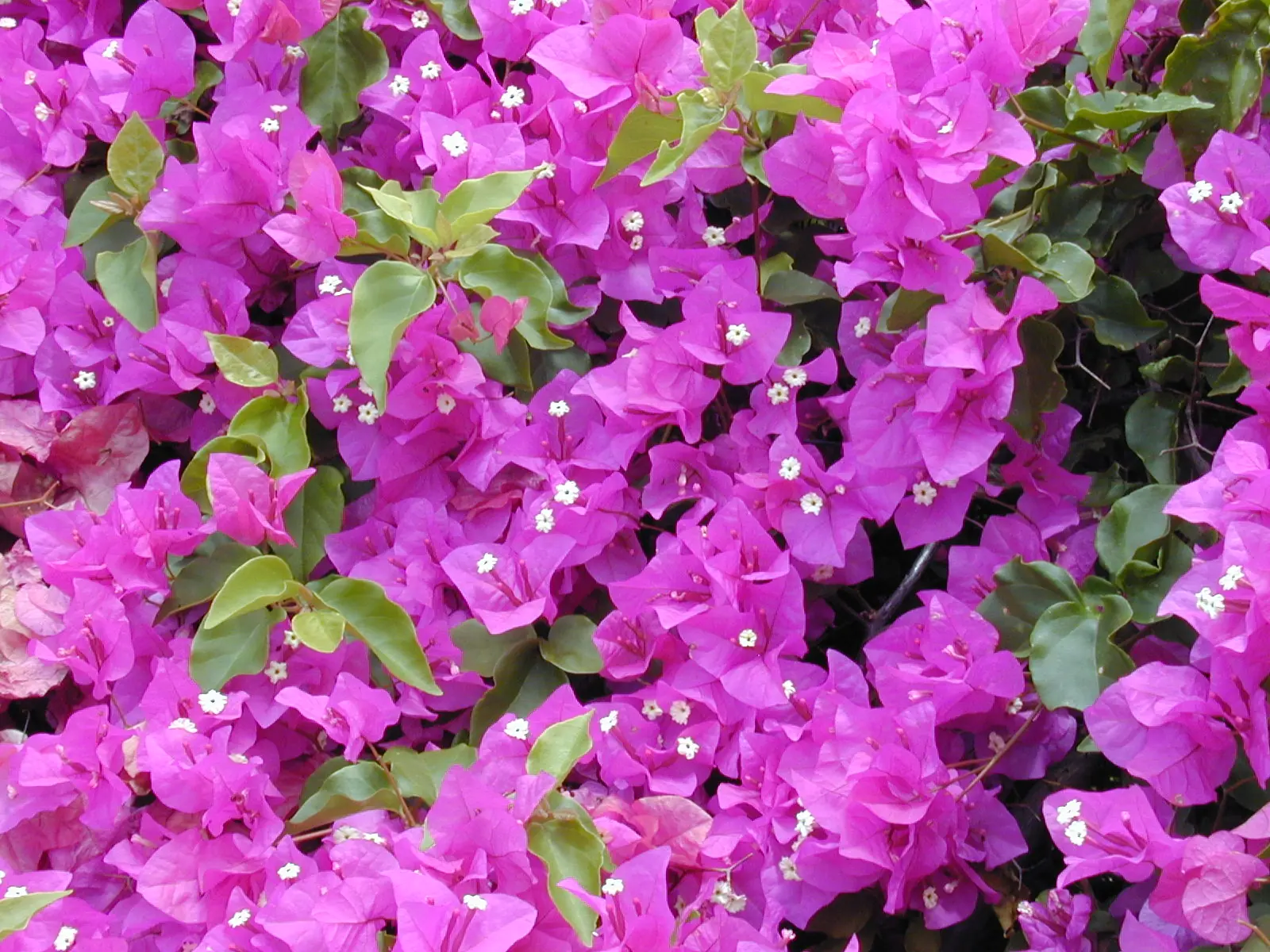 flor del ceibo
