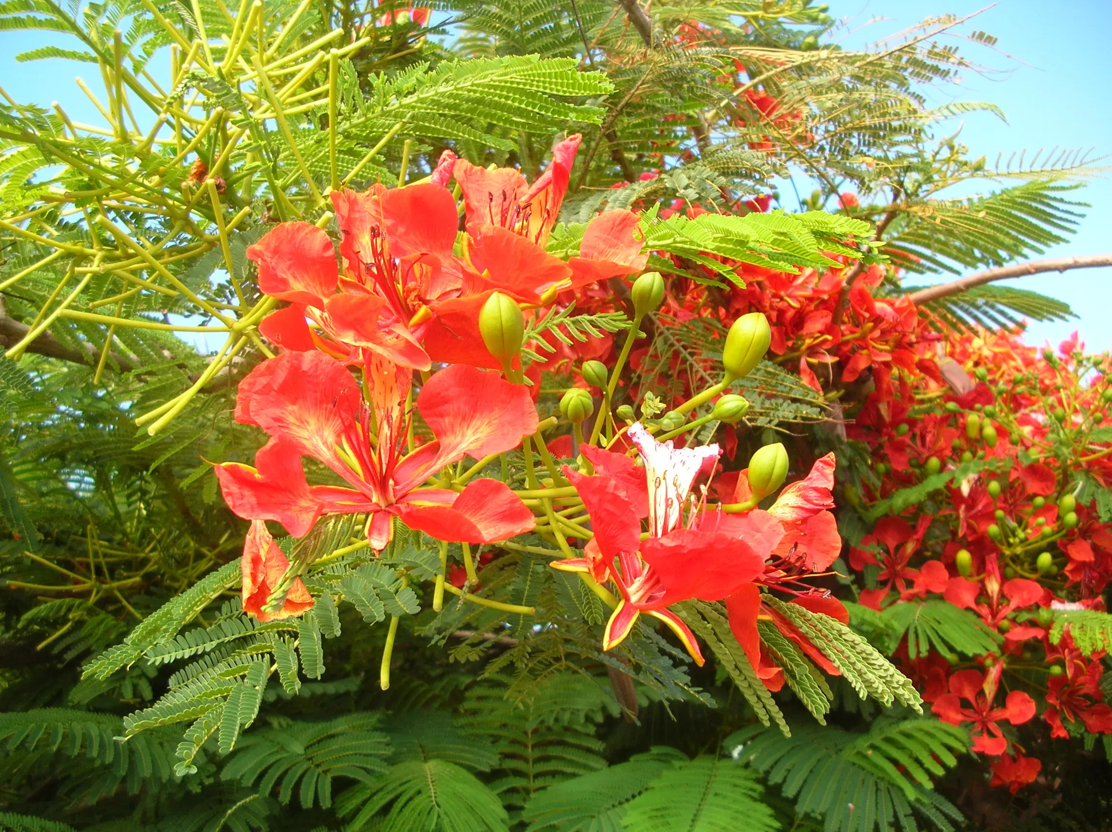 simbolos patrios