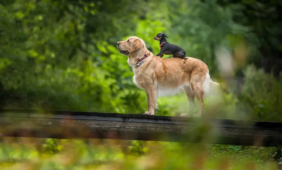 25 Curiosidades de los perros que quizás no sabías