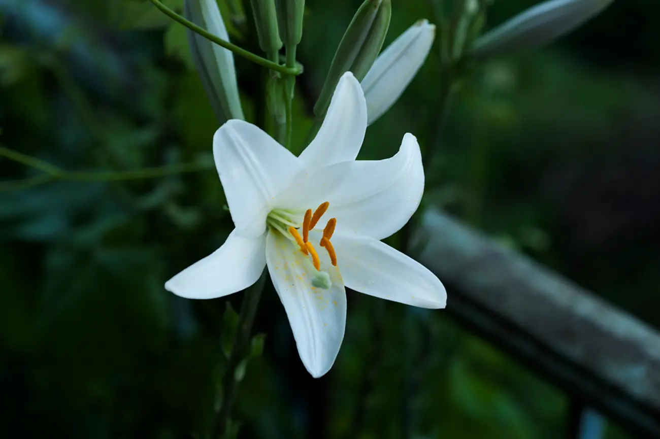 flores nacionales