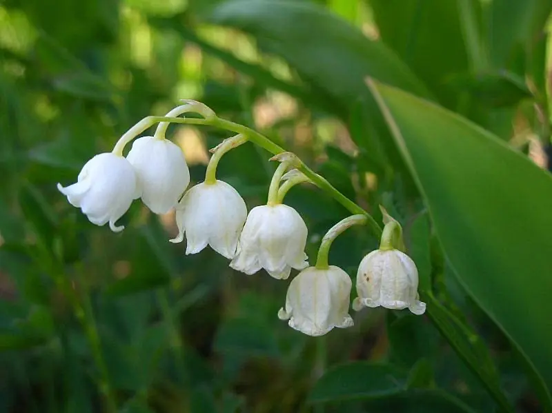 flor del ceibo
