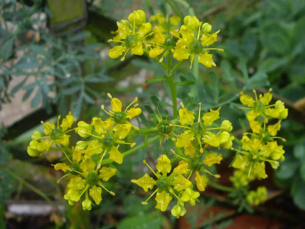 flor del ceibo