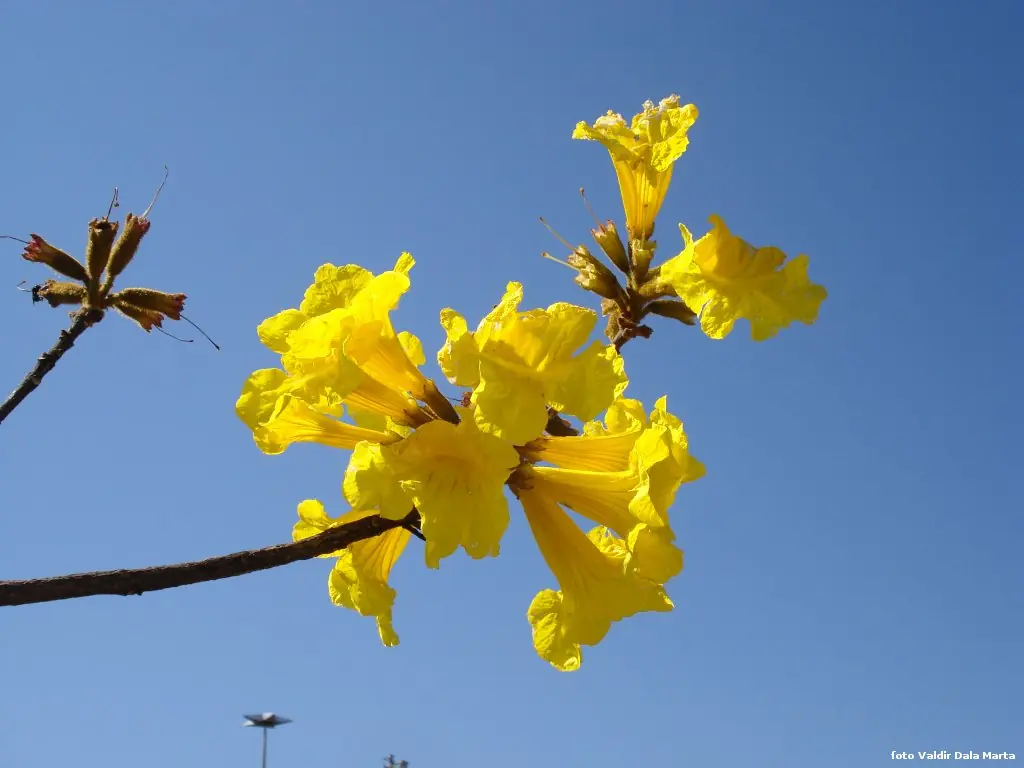 flor del ceibo