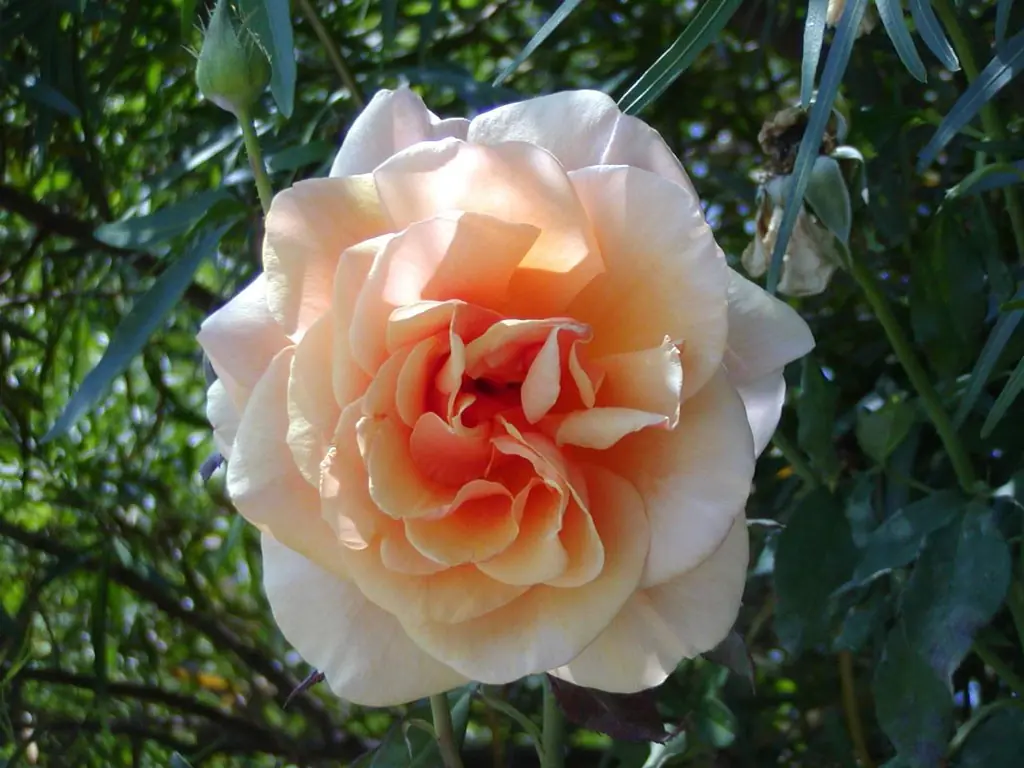 flores nacionales