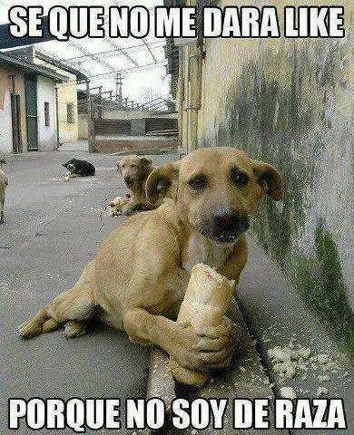 Megapost de Humor para este Martes, No amargados (26/04/17)