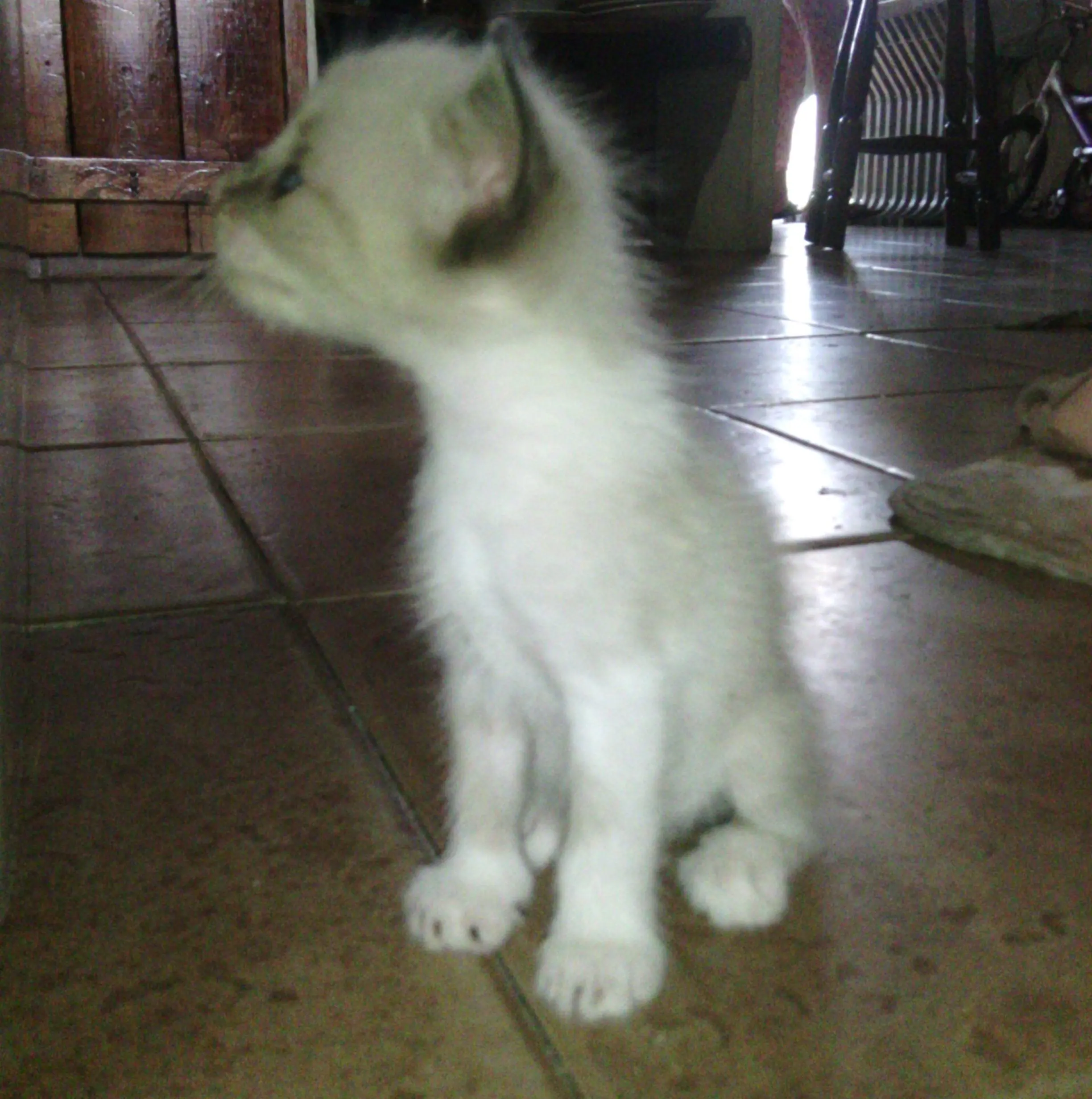 Y si hacemos top a mi gato ario masterace?
