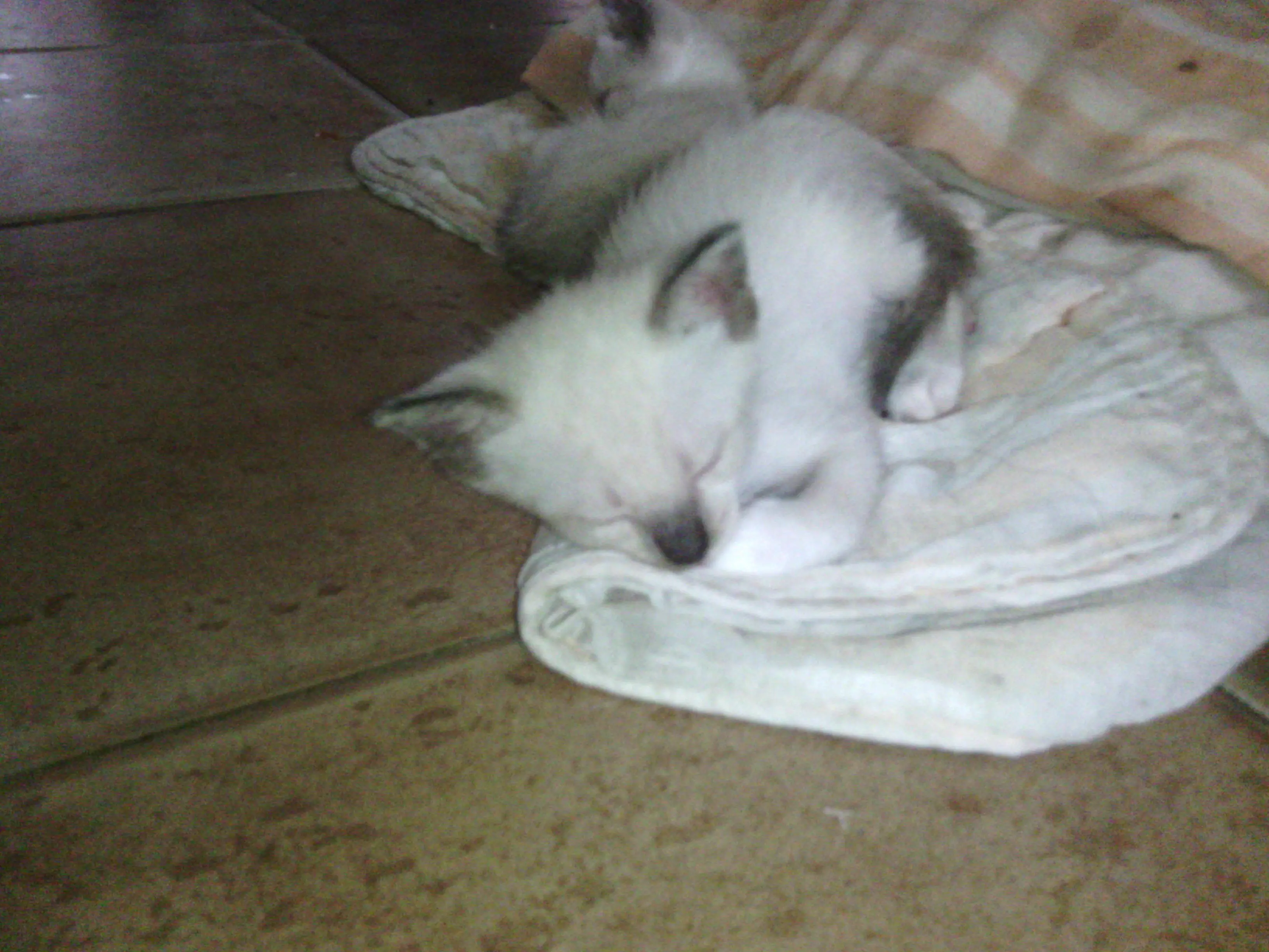 gato